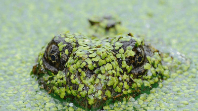 Healthy Food - professional stock photography