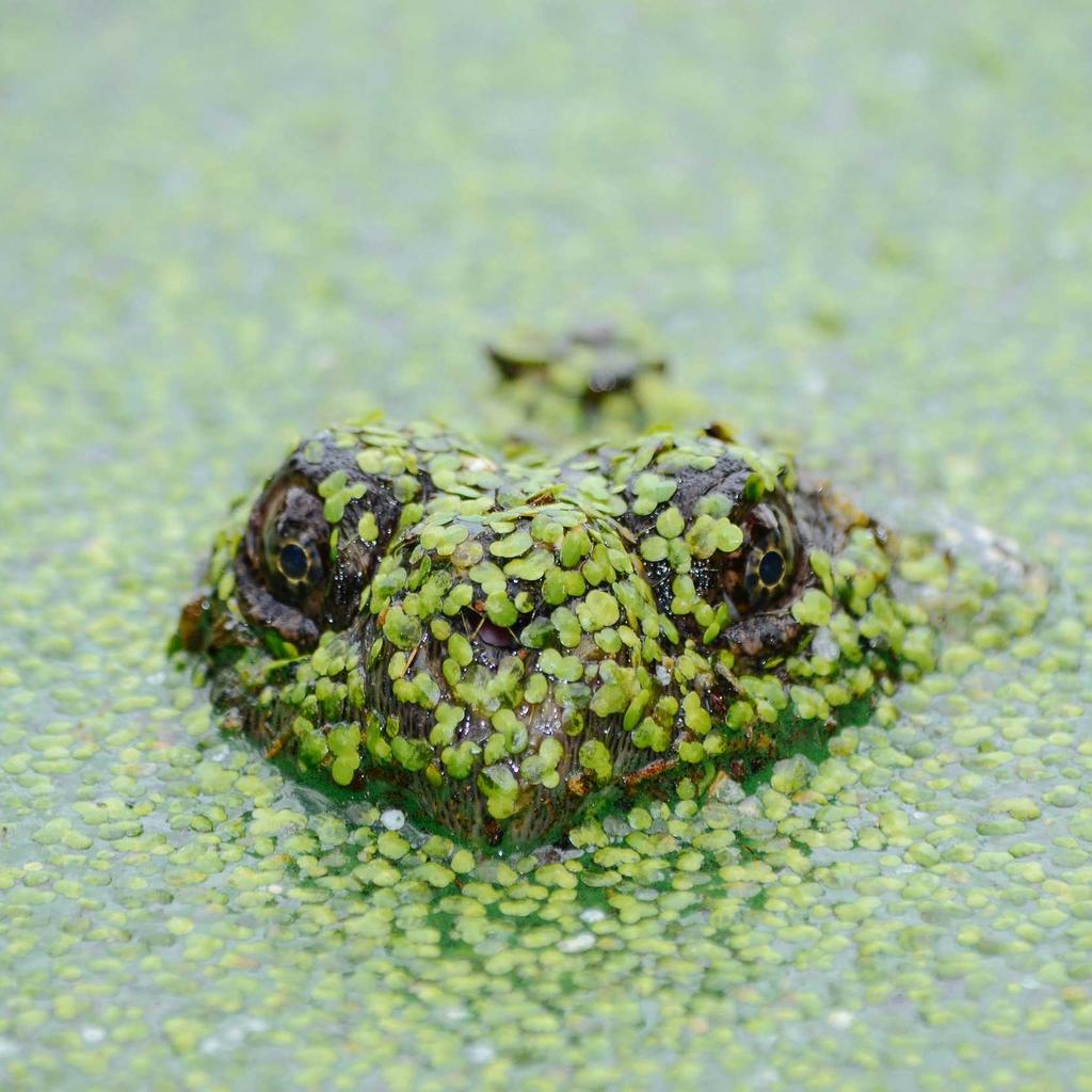 Healthy Food - professional stock photography