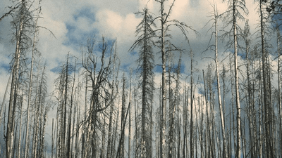 Smoothie - professional stock photography