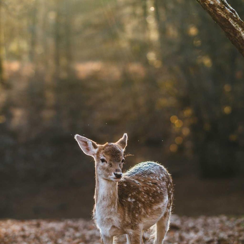 Yoga - professional stock photography